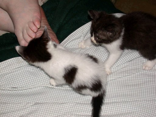 Young kittens playing
