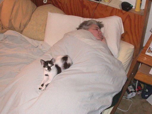 Spots kitten alone on bed with Gigi asleep
